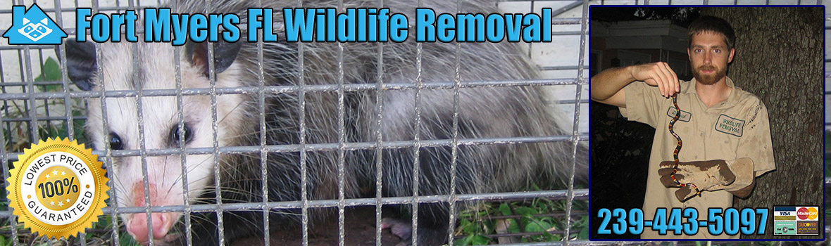 Fort Myers Wildlife and Animal Removal