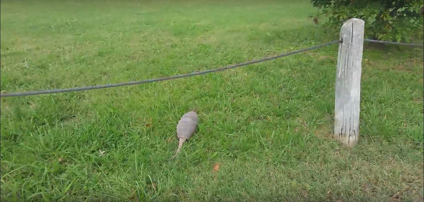 An Armadillo's Natural Diet